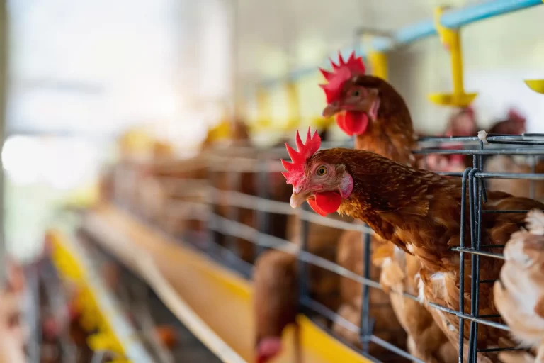 Tratamiento de aguas residuales en la industria avícola