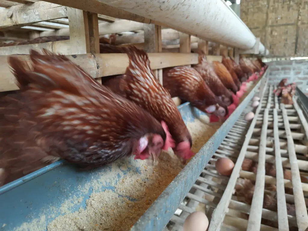 Industria avícola