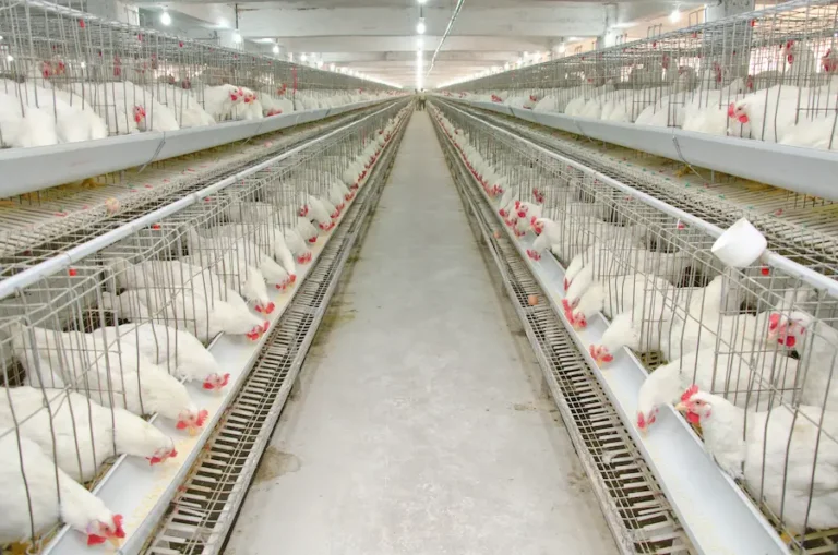 Aguas turbulentas: Desafíos de la industria avícola